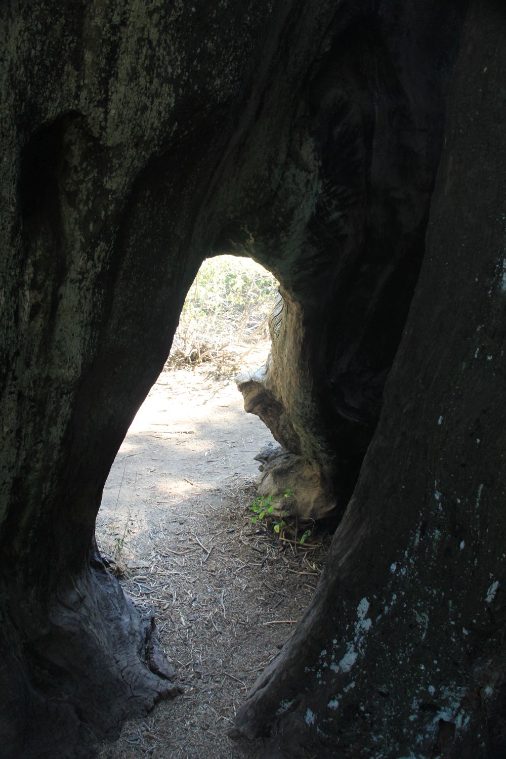 Big Stump Hike 